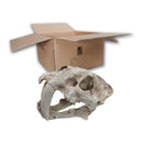 iPetz Sabre Tooth Skull (35x19x22cm)