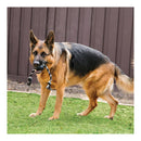 Kong Extreme Ball Dog Toy with Rope (Large)