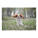 DOOG Supersticks Captain Fantastic Dog Toy (28cm)