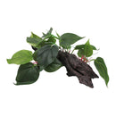 iPetz Plastic Plant on Driftwood