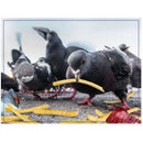 Doing Things Prank Puzzle 300tlg